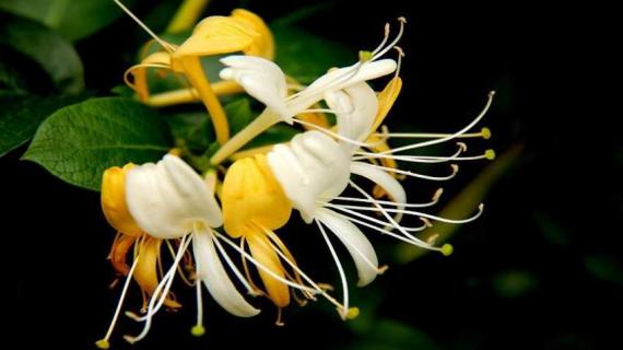 金银花是树还是藤 金银花是树还是藤科