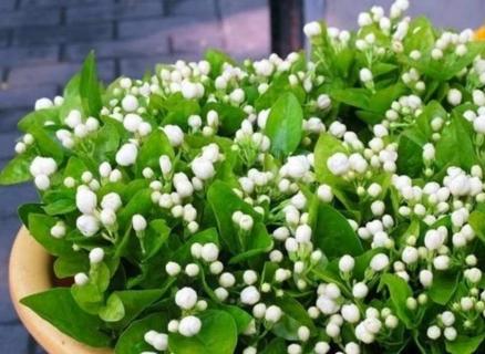 茉莉花怎么养殖 茉莉花怎么养殖方法