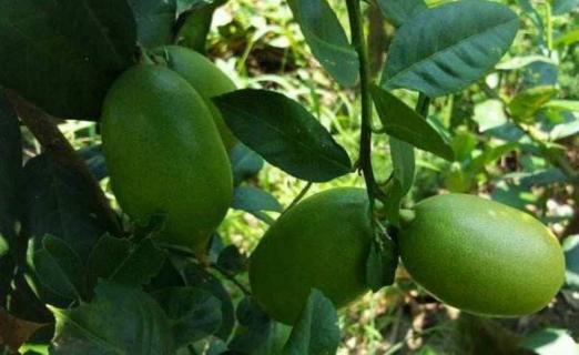 柠檬叶子发黄变卷 柠檬叶子发黄变卷,有黑斑点