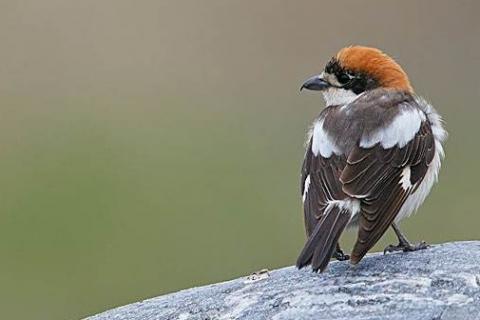 为什么人喜欢养伯劳鸟 养伯劳鸟的坏处