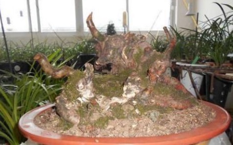 下山桩怎么养活（下山桩好活吗）