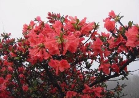 映山红花语（映山红花语浪漫诗句）