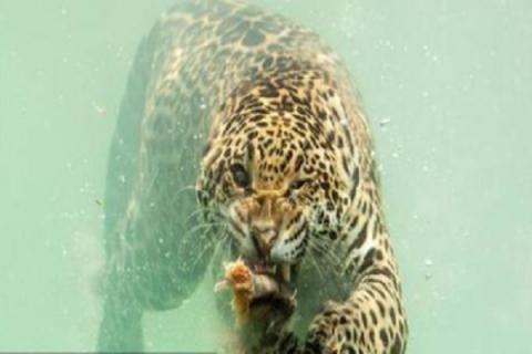 什么是花豹(花豹为什么叫花豹)