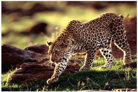 花豹和猎豹的区别有哪些（花豹和猎豹的区别有哪些特点）