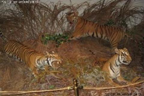 什么是华南虎 什么是华南虎?