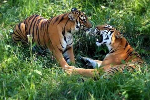 什么是野生华南虎（什么是野生华南虎类）