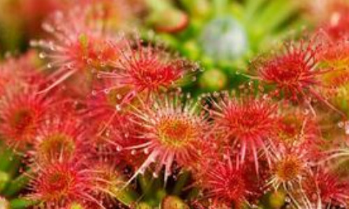 猪笼草的种子长什么样 猪笼草的种子长什么样子