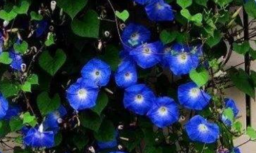 猪笼草特点有哪些 猪笼草特点有哪些简单介绍