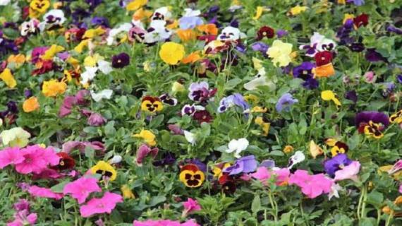 三色堇怎么种植 三色堇怎么种植方法