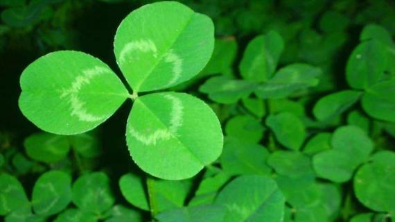 什么是三叶草（什么是三叶草睫毛）