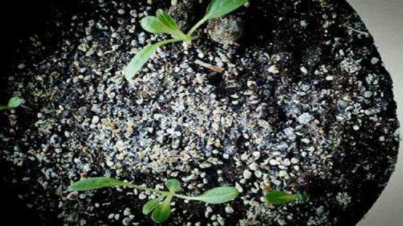 勿忘我种子长什么样 勿忘我的种子图片大全