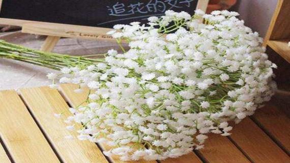 满天星的养殖方法 满天星的养殖方法和注意事项视频