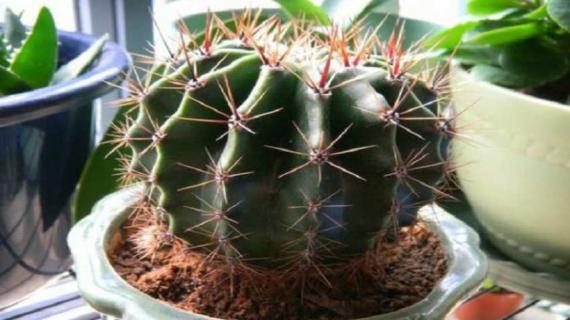 仙人球的养殖方法