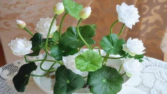 睡莲的养殖方法 花卉睡莲的养殖方法