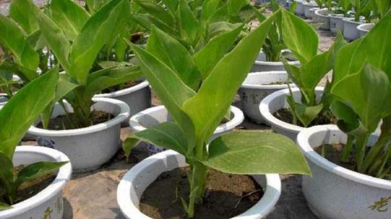 美人蕉的养殖方法 盆栽美人蕉的养殖方法