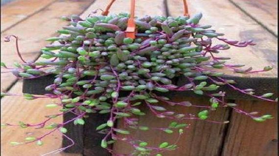 玉树的叶子长什么样（玉树的叶子是什么样的）