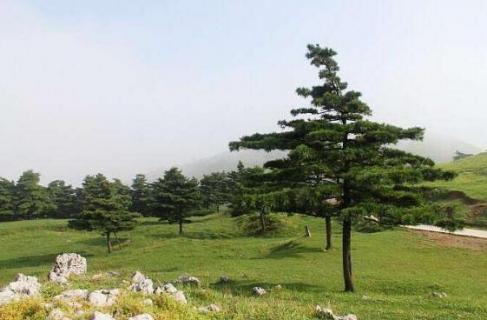 什么是华山松（华山松的介绍）