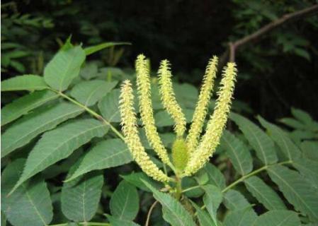 什么是化香树 化香树和圆果化香树的区别