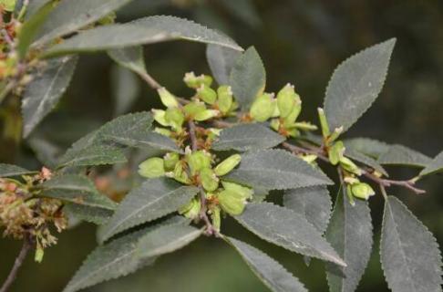 什么是榔榆 榔榆百度百科