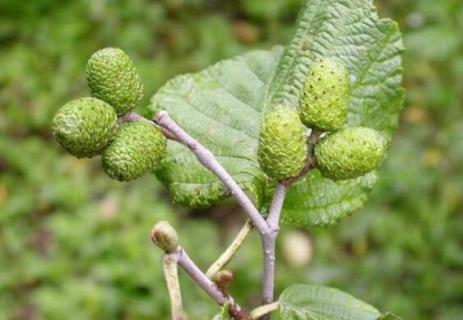 什么是辽东桤木(辽东楤木的功效)