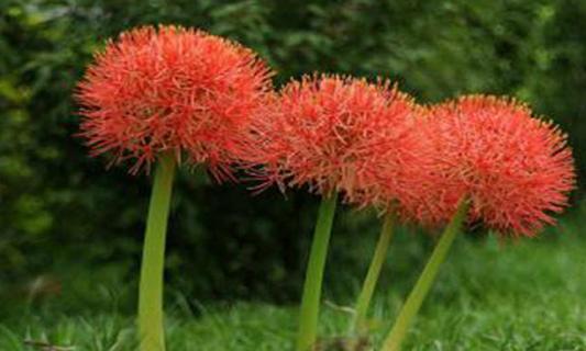 网球花花语是什么 绣球花的花语