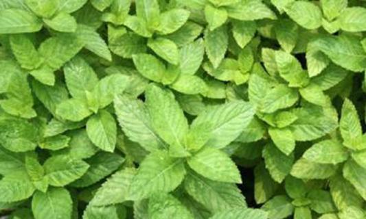 养薄荷为何叶子会焦 养薄荷为何叶子会焦尖