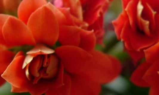 长寿花喜欢酸性还是碱性 长寿花喜欢酸性还是碱性肥料