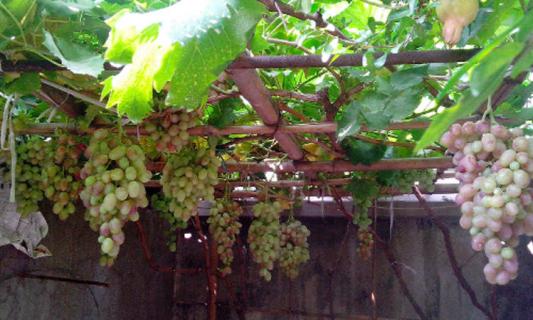 葡萄树黄叶怎么治理(葡萄树黄叶怎么治理最有效)