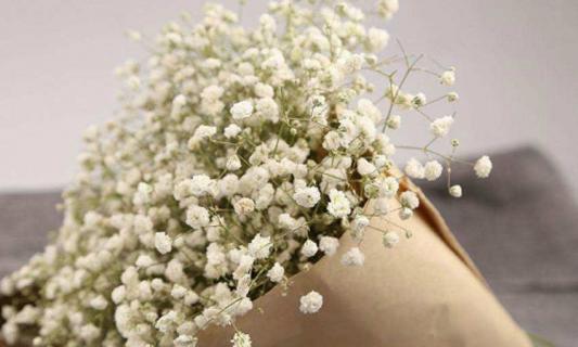 送女生满天星代表什么 女生会送女生满天星吗