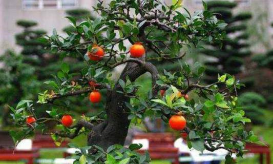 金弹子老桩多久发芽(金弹子老桩多久能发芽)