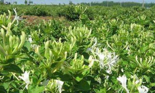 金银花釆摘的时间是多少 金银花什么时间摘最好