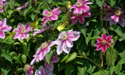 铁线莲为什么会僵苗 铁线莲僵苗处理方法