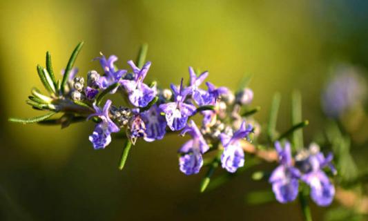麻辣烫展柜有飞虫怎么办(麻辣烫展示柜有小飞虫怎么办)