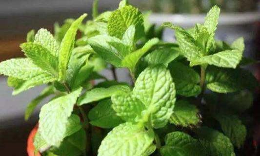 薄荷叶子发黄枯萎的原因是什么（薄荷嫩叶发黄枯萎）