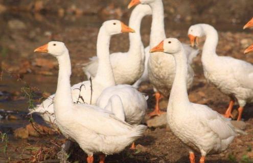 鹅如何养才听主人的（鹅能听懂主人的话吗）