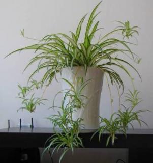 吊兰夏天可以换盆吗 吊兰要不要换盆