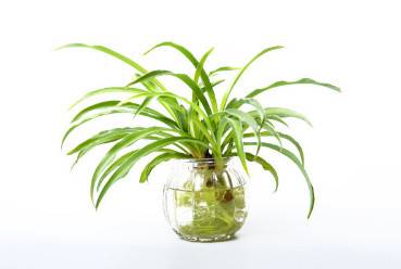 吊兰烂心发黑如何抢救（吊兰烂心发黑如何抢救视频）