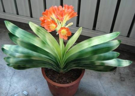 君子兰用多菌灵泡多久 君子兰用多菌灵泡多久可以浇水