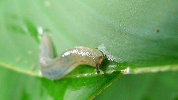 鼻涕虫白天去哪了（鼻涕虫晚上出来干什么）