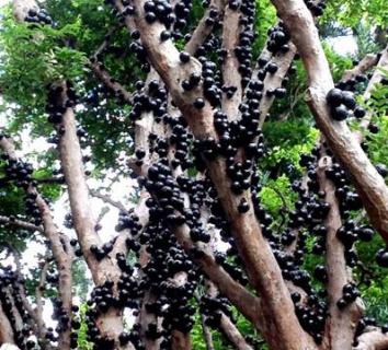 嘉保果用什么才能结果（嘉宝果树如何保果）