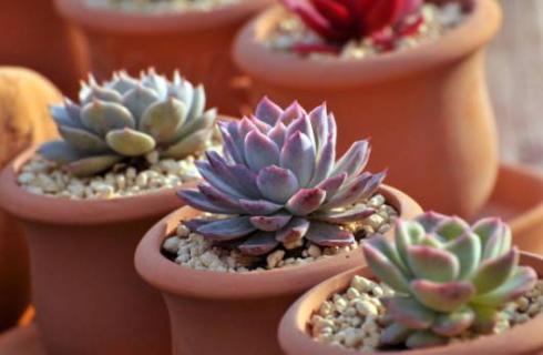 多肉长太高歪倒怎么办（多肉长太高歪倒怎么固定）