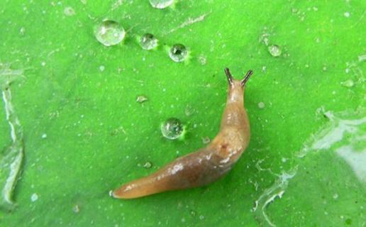 鼻涕虫的绝对天敌（鼻涕虫 天敌）