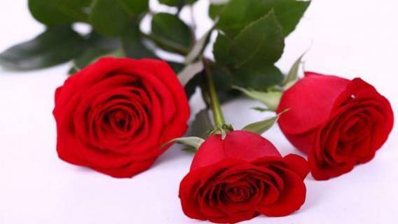 插玫瑰花的水里放什么 插玫瑰花的水里放什么好