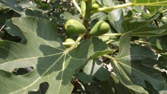 无花果夏天能扦插吗（无花果夏天能扦插吗能活吗）