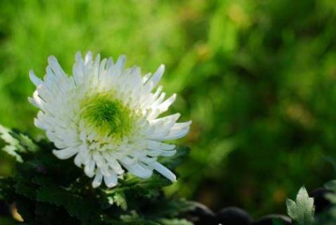 菊花性寒还是性温 菊花性凉还是性温