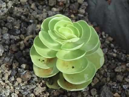 金钱木黄叶掉叶怎么办 金钱木叶子发黄脱落怎样挽救