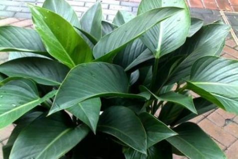 金钻用高盆还是矮盆（金钻用高盆还是矮盆养）