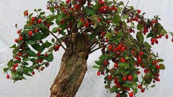 枸杞怎么种小盆栽 枸杞怎么种小盆栽图片