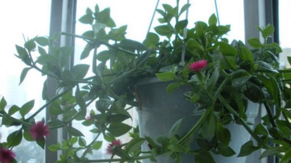 牡丹吊兰夏天能扦插吗 牡丹吊兰几月份扦插最容易活