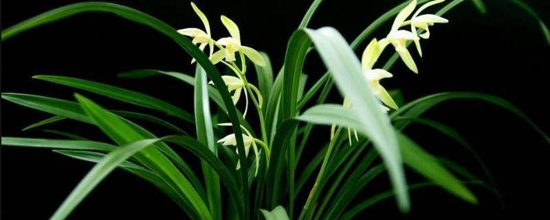 兰花可以放在外面淋雨吗（兰花能放在外面淋雨吗）